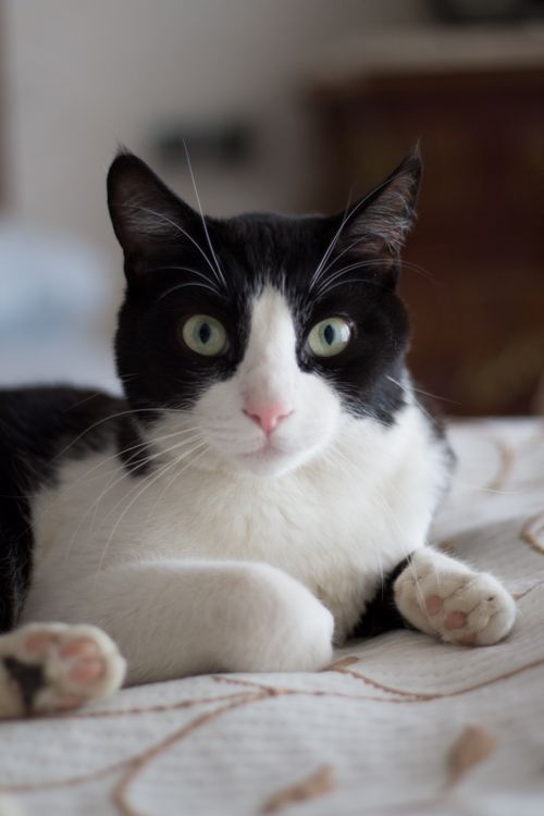 Free A curious tuxedo cat with striking green eyes lounging indoors, showcasing its playful nature. Stock Photo