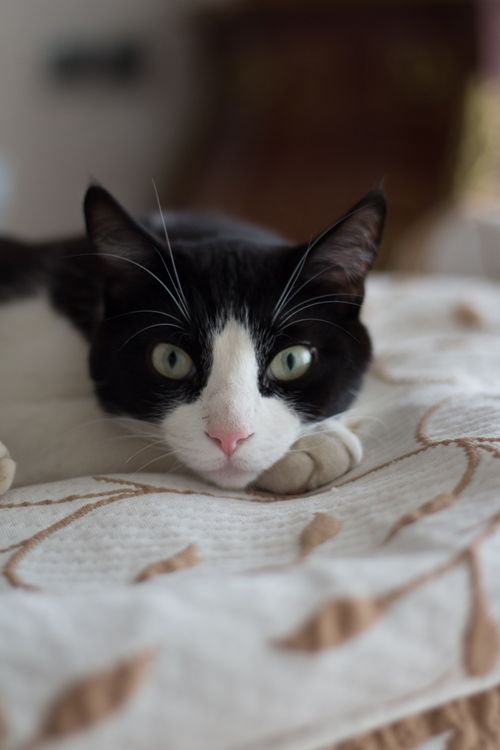 Free Close-up portrait of a black and white cat lounging indoors, showcasing its expressive eyes. Stock Photo