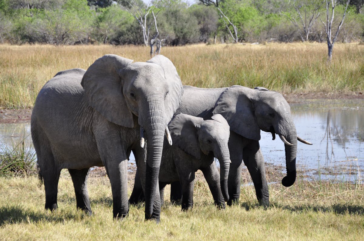 Elephants Photos, Download The BEST Free Elephants Stock Photos & HD Images