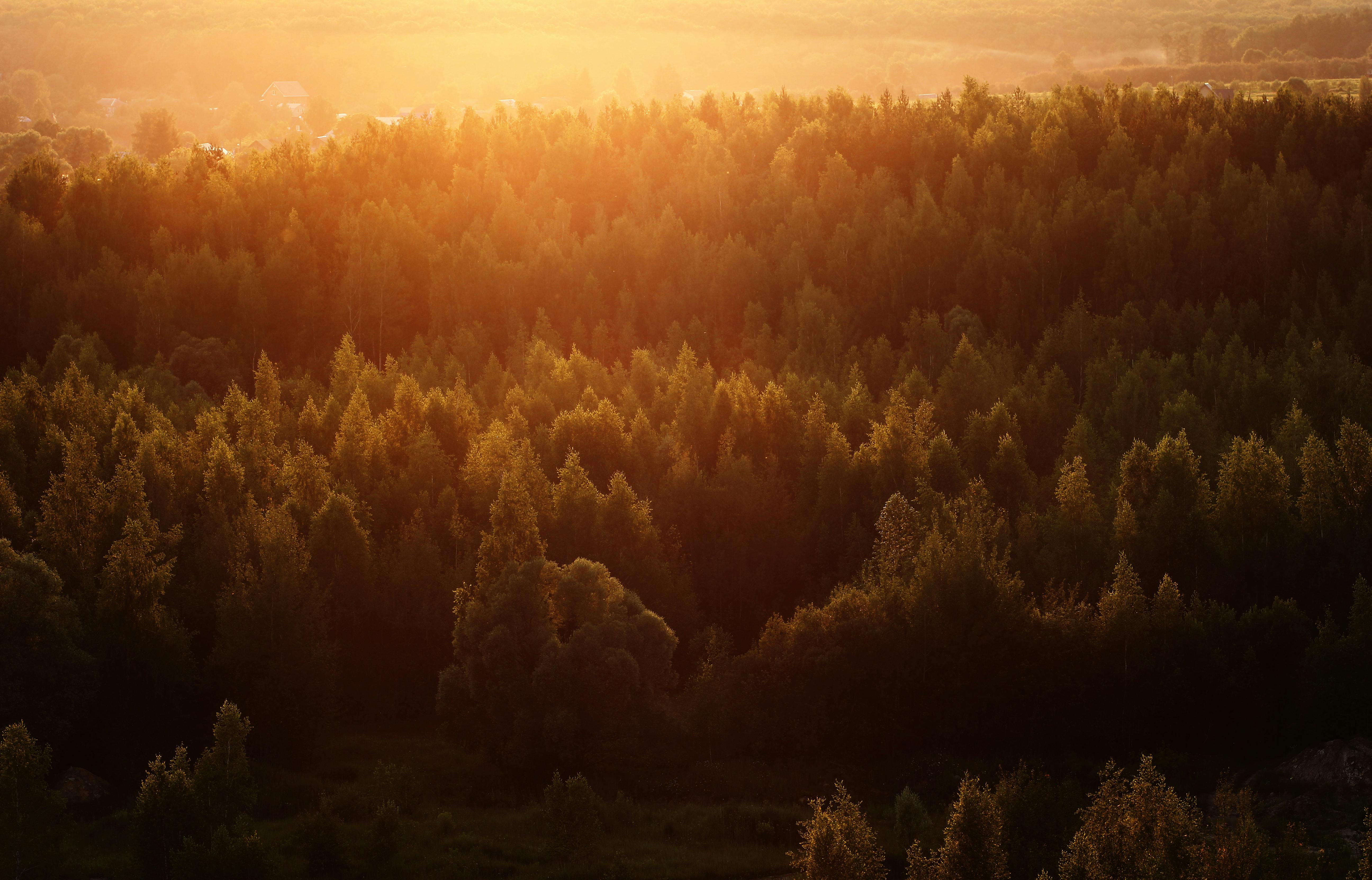 Aerial view of a sunlit forest with golden haze at sunset, creating a serene atmosphere.