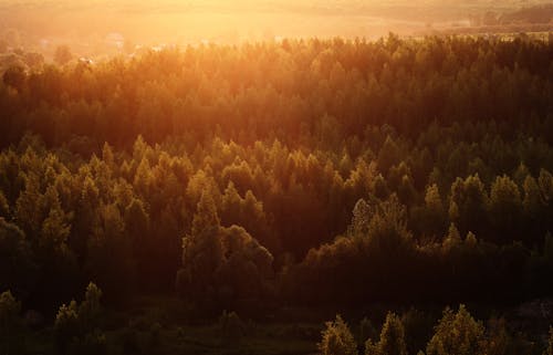 Free 녹지, 박무, 숲의 무료 스톡 사진 Stock Photo
