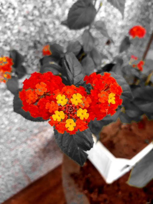 Free stock photo of flower background Stock Photo