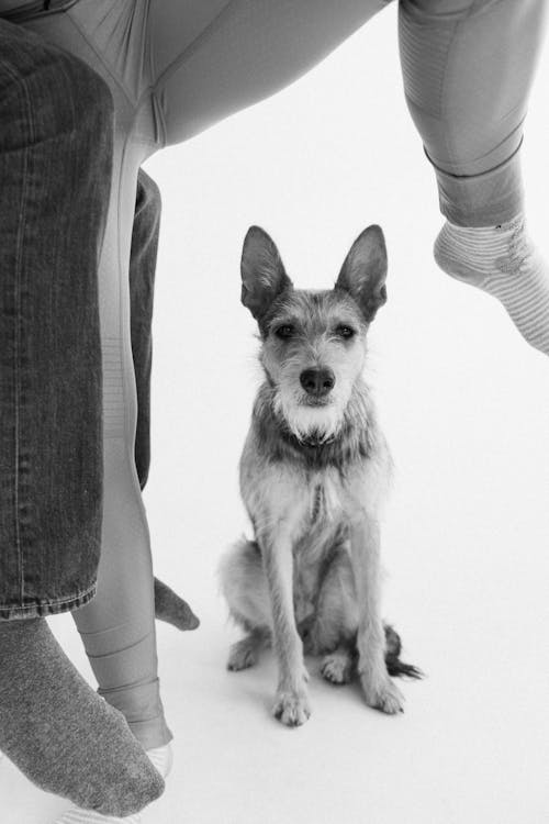 Free Long Coated Dog Sitting Stock Photo