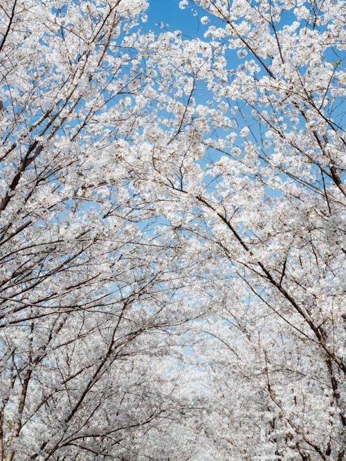 White Flowering Trees Under a Blue Sky