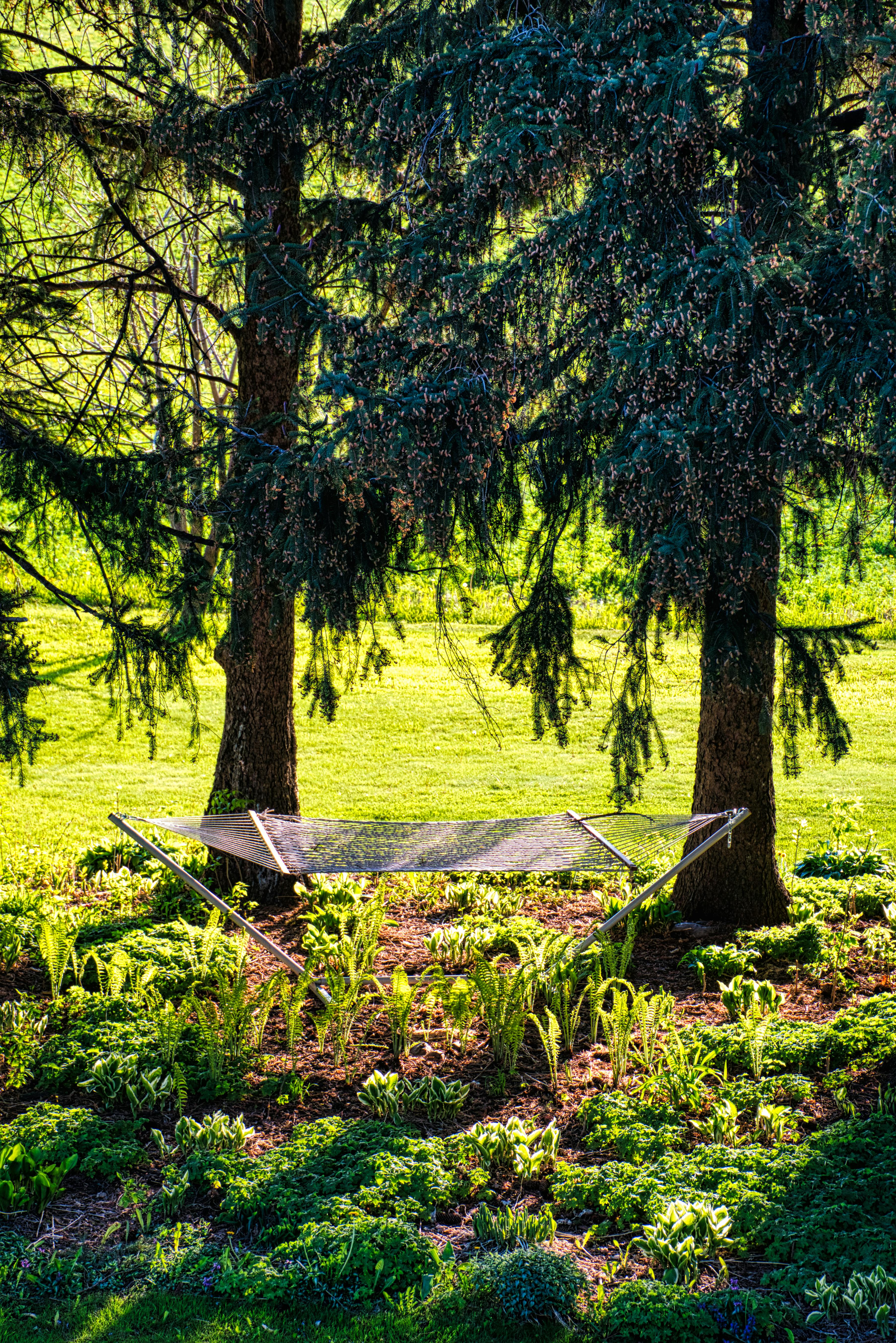 Green Fan Leaf Plant · Free Stock Photo