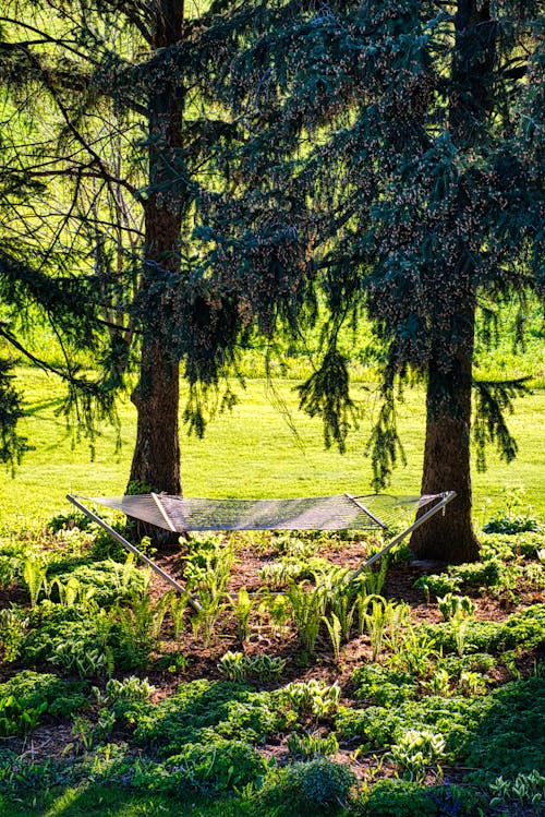 Gratis stockfoto met bomen, buiten, gras