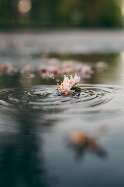 A single flower floating on still water, photo by Yura Forrat on Pexels