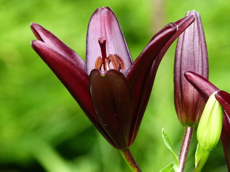 Close-up of a blooming burgundy lily flower with a vibrant green background. Captured in summer.