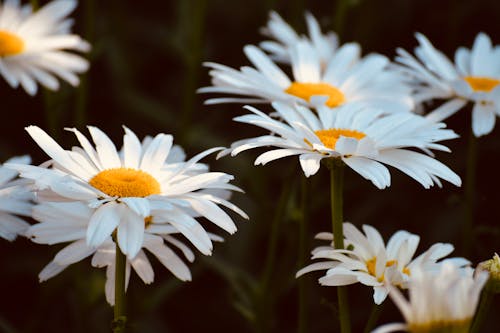 Free Selective Focus Photo of Chamomile Flowers with White Petals Stock Photo
