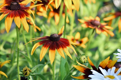 Black-Eyed Susan Flowers in Close-Up Photography