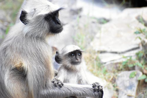bebek maymun, gri langur, hayvanlar içeren Ücretsiz stok fotoğraf