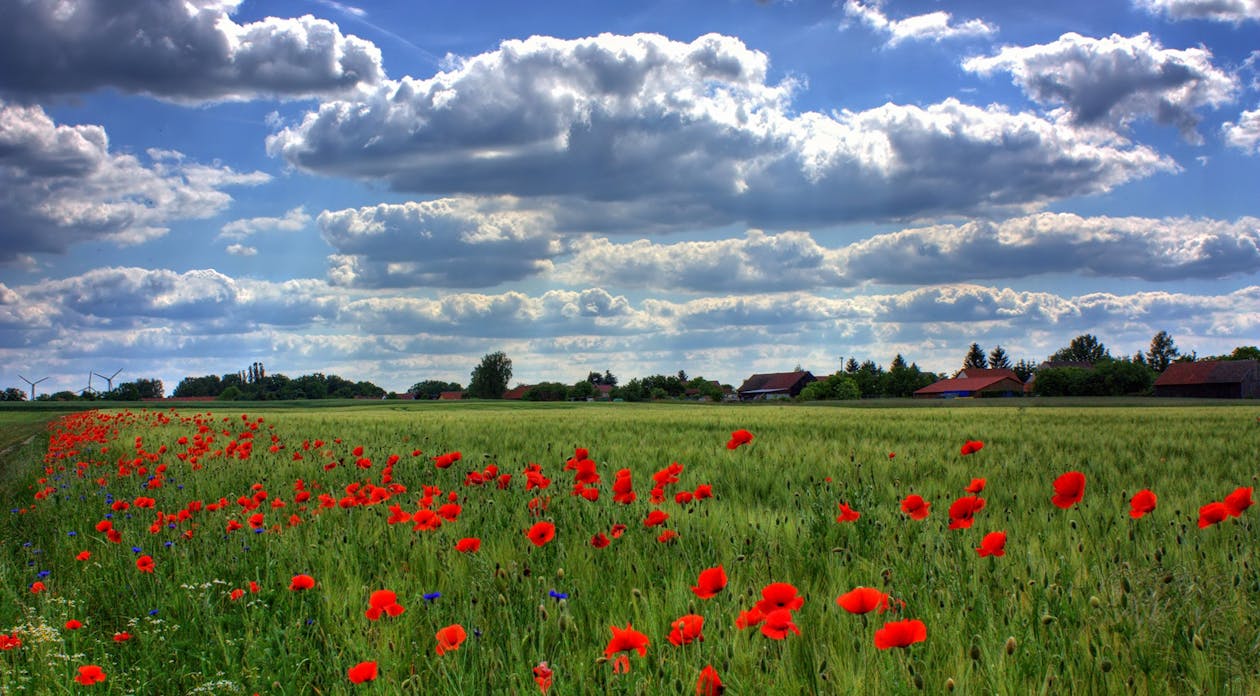 Rode Bloemvelden Overdag