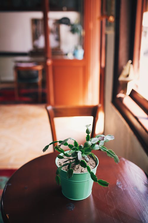 A Potted Plant on a Wooden Table 