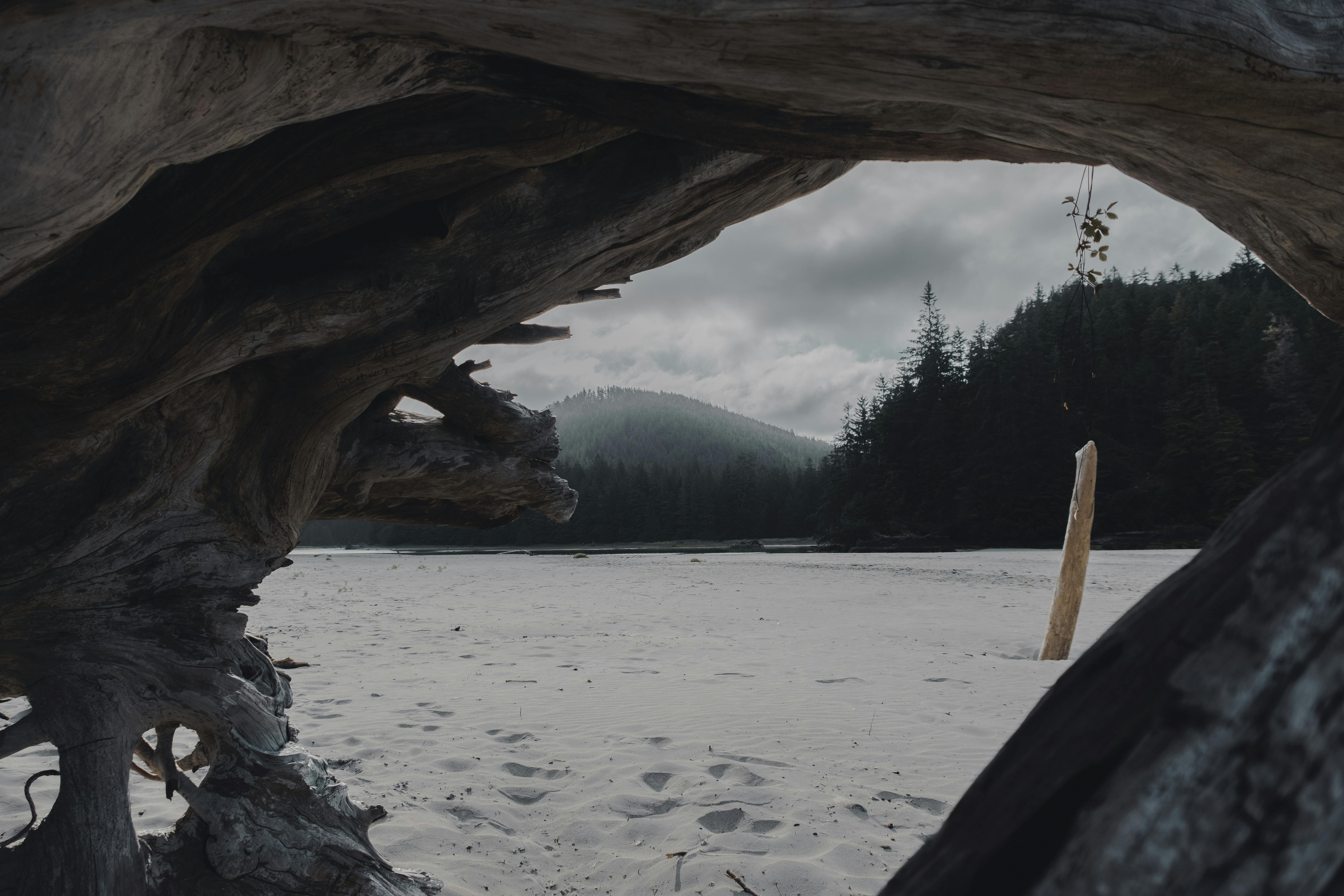 A breathtaking view of a sandy beach framed by driftwood with mountains and forest in British Columbia, Canada.
