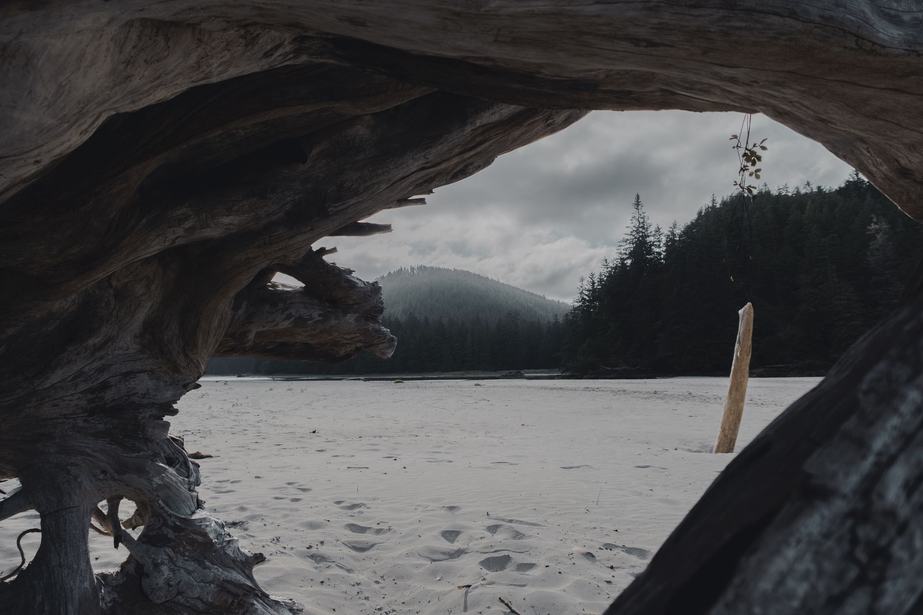 A breathtaking view of a sandy beach framed by driftwood with mountains and forest in British Columbia, Canada.