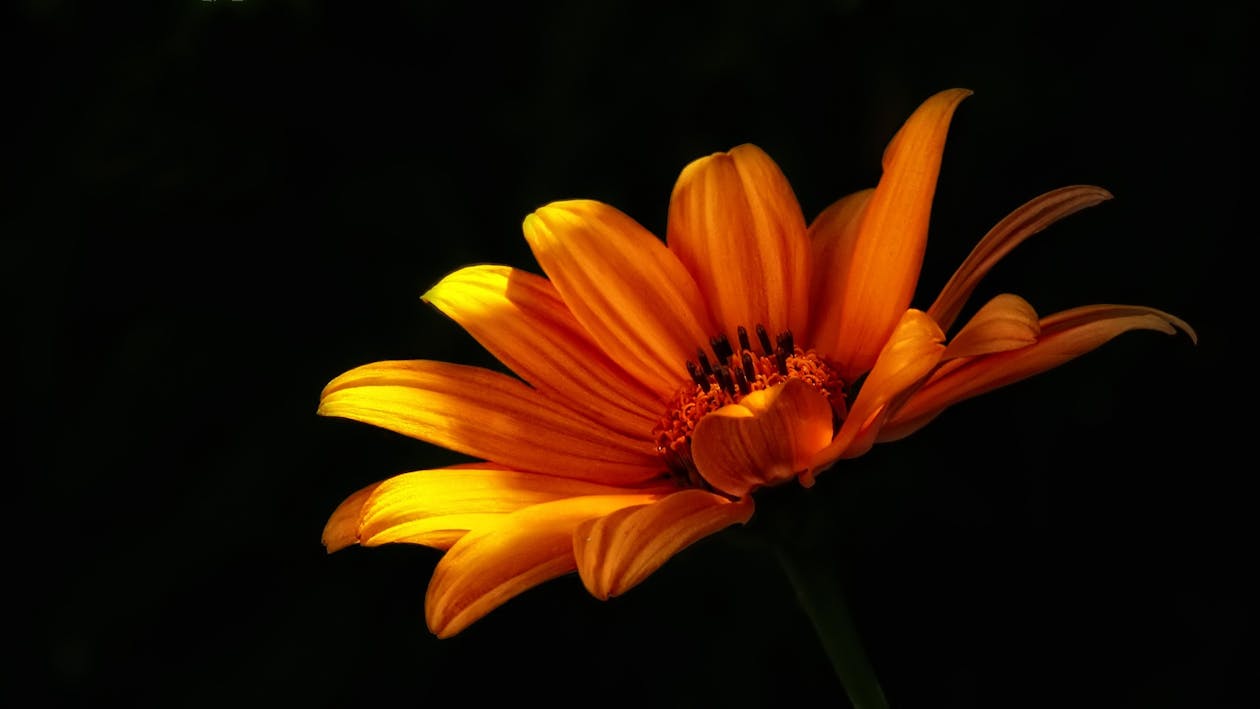 Free Close-up Photo of Orange Mexican Sunflower in Bloom Stock Photo