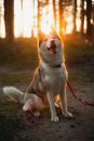 White and Brown Siberian Husky on Green Grass Field during Sunset