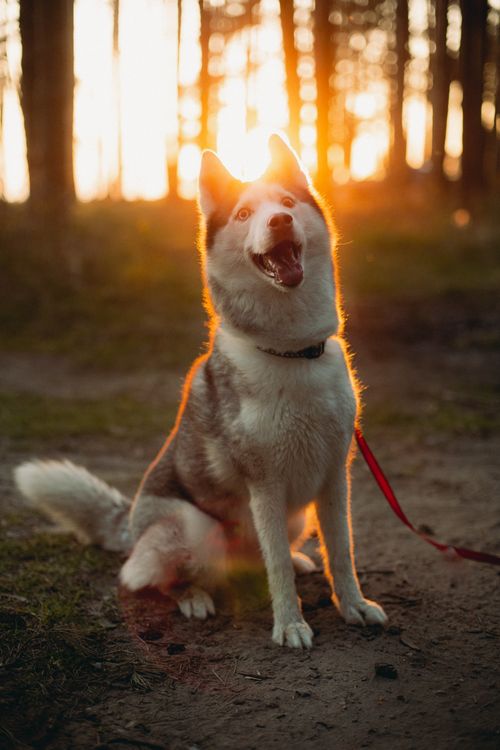 Free A happy Siberian Husky sits in a sunlit forest during sunset, capturing the warmth and beauty of nature. Stock Photo