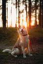 White and Brown Siberian Husky Puppy on Forest