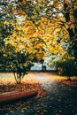 Yellow Leaves on Brown Wooden Bench