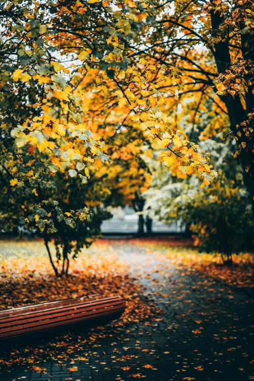 Free A serene park scene in autumn with yellow leaves on wet pavement and a wooden bench. Stock Photo