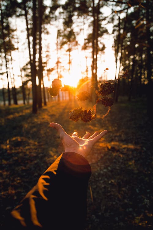 Imagine de stoc gratuită din a închide, apus, arbori