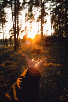 A hand tosses pine cones in a sunlit forest at sunset, creating a warm and dynamic scene.