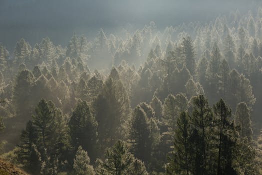 Beautiful mist-covered forest at dawn in Russia's wilderness, showcasing nature's serenity.