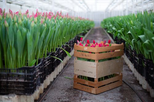 Free Crate of blooming red tulips in a greenhouse, showcasing horticultural beauty and precision. Stock Photo