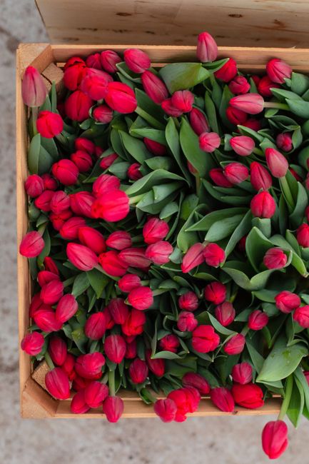 A stunning flat lay of red tulips with green leaves, beautifully arranged in a wooden box.