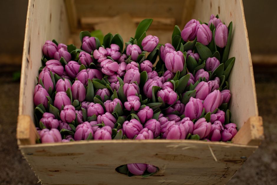 A collection of fresh purple tulips arranged in a wooden box viewed from above.