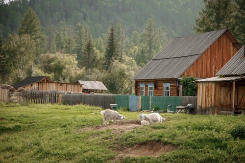 Fotos de stock gratuitas de agricultura, cabras, casa
