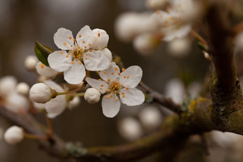 Photos gratuites de fleur de cerisier