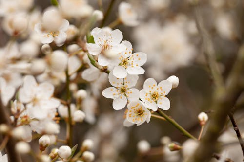 Photos gratuites de fleur de cerisier