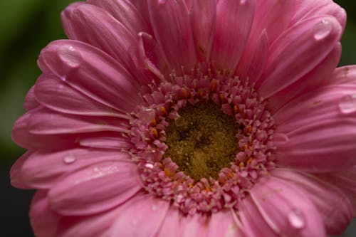 Photos gratuites de amour, capturer la naturephotographie, chrysanthème