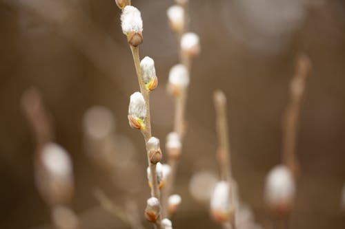 Photos gratuites de fleur, printemps