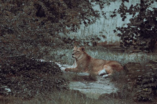 Foto d'estoc gratuïta de animal, carnívor, estirat