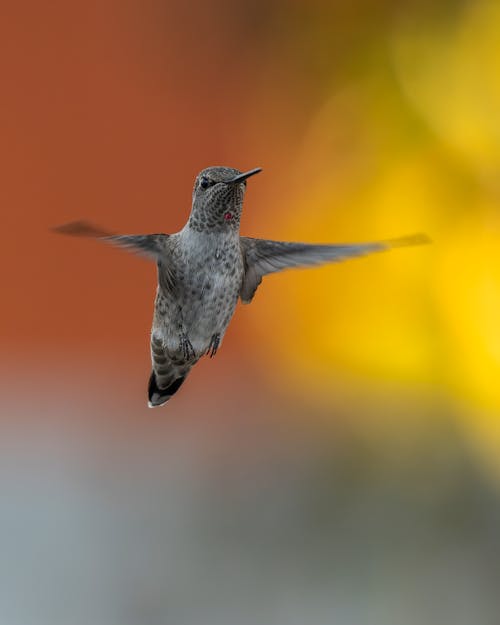 Free Close-Up Shot of a Hummingbird Flying Stock Photo