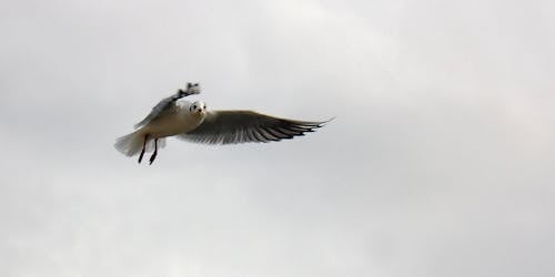 Gratis Uccello In Bianco E Nero Che Vola Nel Cielo Foto a disposizione