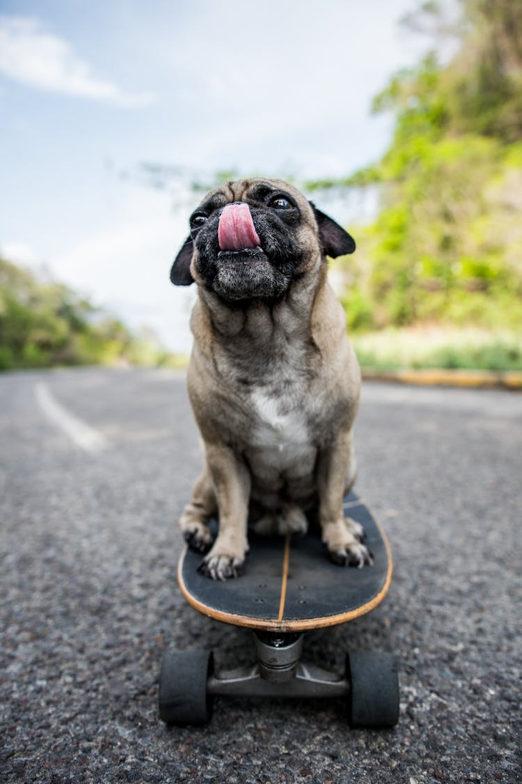 Pug Sitting On A Long Board