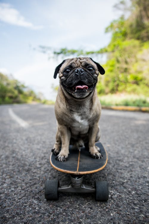 Pug Sitting on a Long Board