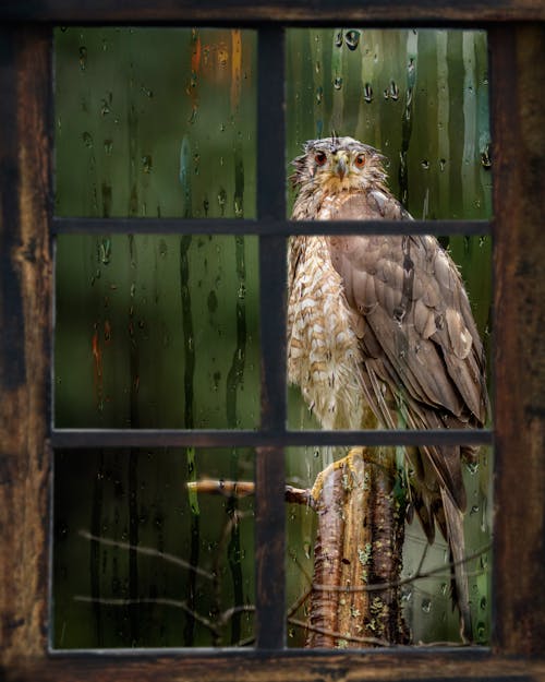 Free Photograph of a Hawk Near a Window Stock Photo