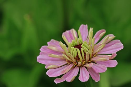 Free Close-up of a vibrant pink Zinnia flower in full bloom against a blurred green background. Stock Photo