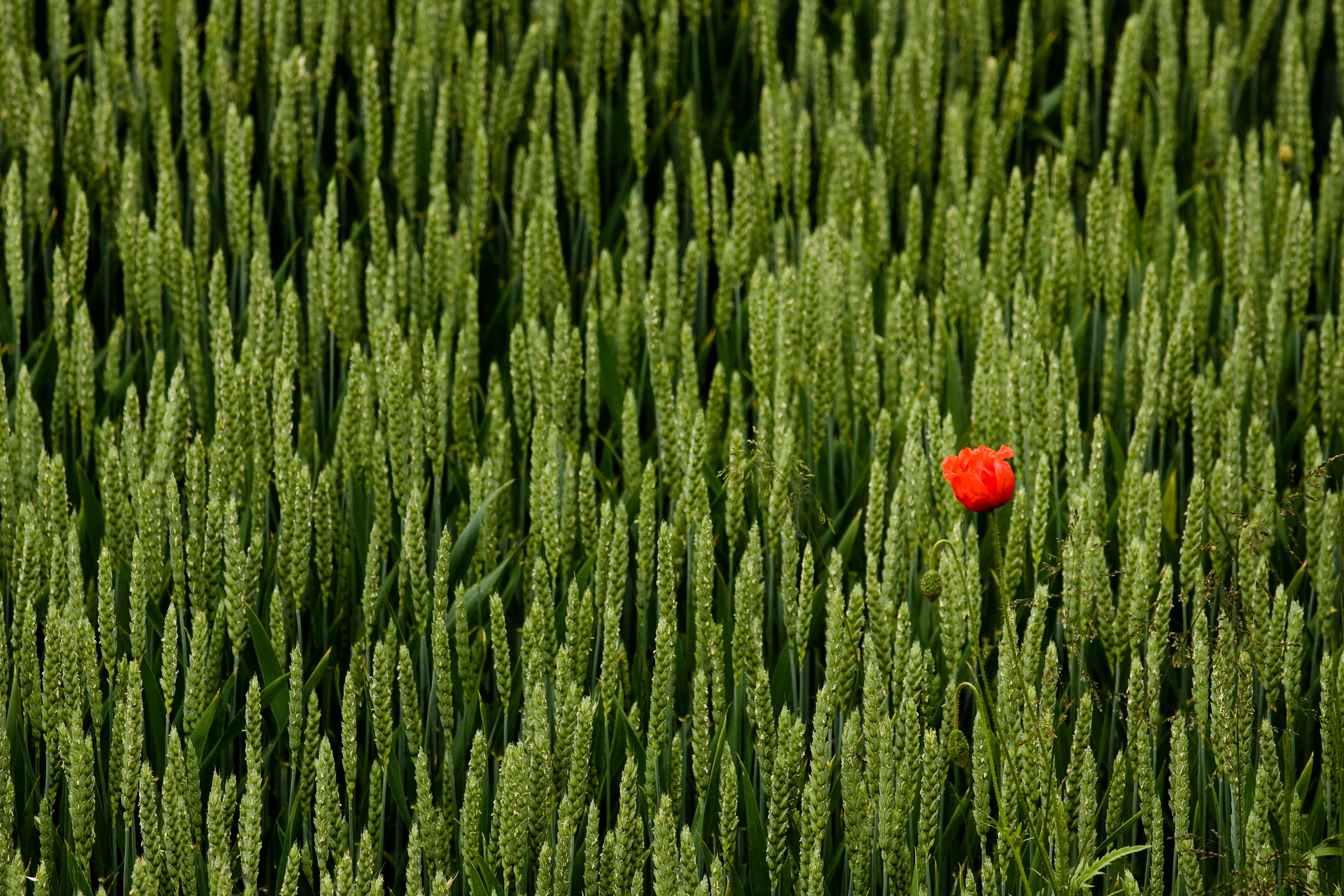 A striking red flower stands alone in a vibrant green wheat field, symbolizing individuality.