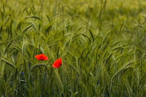 Foto stok gratis agrikultura, bidang, bunga merah