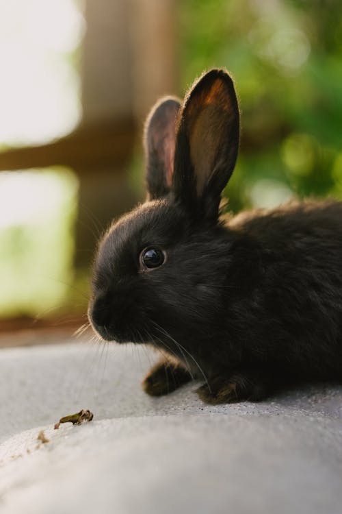 80,000+ Best Black Rabbit Photos · 100% Free Download · Pexels Stock Photos