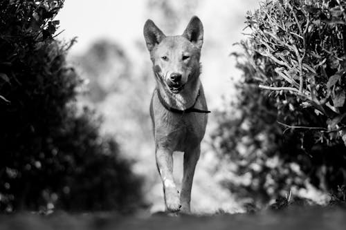 Free Grayscale Photo of a Dog with a Collar Stock Photo
