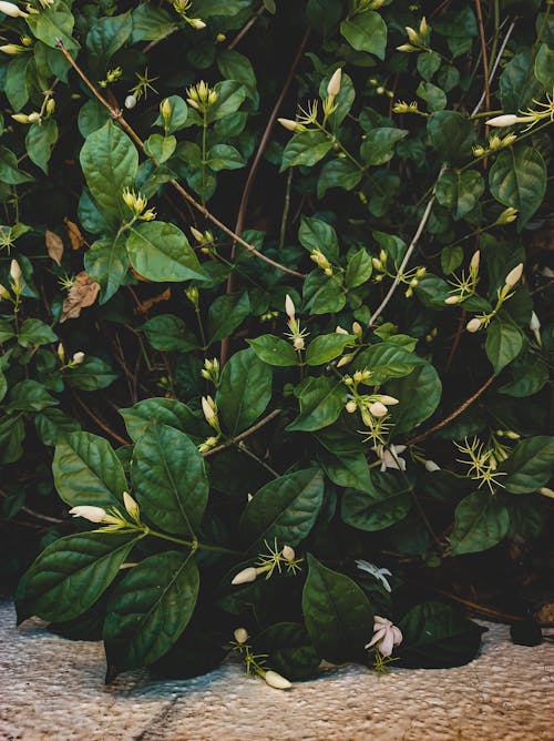 Close-Up Shot of Green Leaves