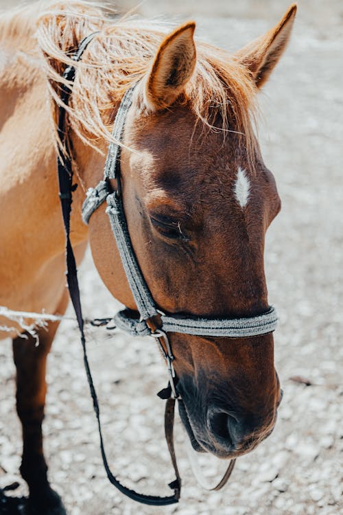 Gratis stockfoto met boerderijdier, detailopname, dierenfotografie