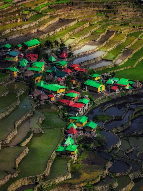 Aerial Shot of Rice Terraces and Farm Buildings